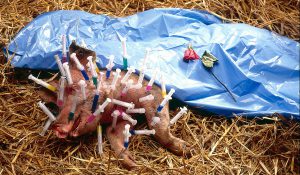 schwein